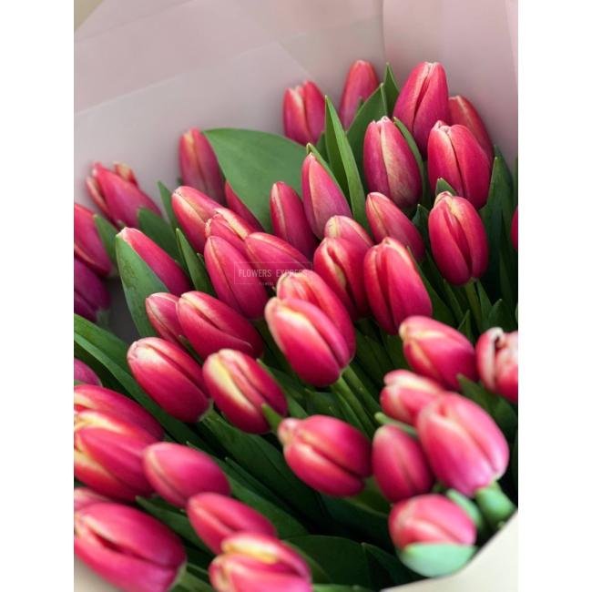 51 Бело-розовый тюльпан