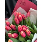 25 Бело-розовых тюльпанов