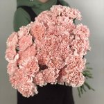 Гвоздика (Диантус) Нежно-розовая