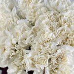 Гвоздика (Диантус) Белая