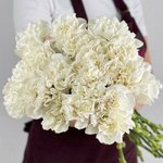 Гвоздика (Диантус) Белая