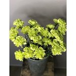 Гвоздика (Диантус) Зелёная