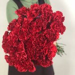 Гвоздика (Диантус) Красная