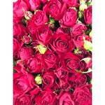 Кустовая роза &laquo;Ред бабблз&raquo; (Red Bubbles)