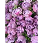 Кустовая роза &laquo;Лавандер Бабблз&raquo; (Lavender Bubbles)