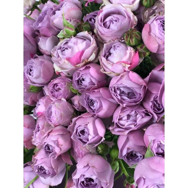Кустовая роза &laquo;Лавандер Бабблз&raquo; (Lavender Bubbles)