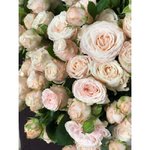 Кустовая роза &laquo;Бомбастик&raquo; (Bombastic)