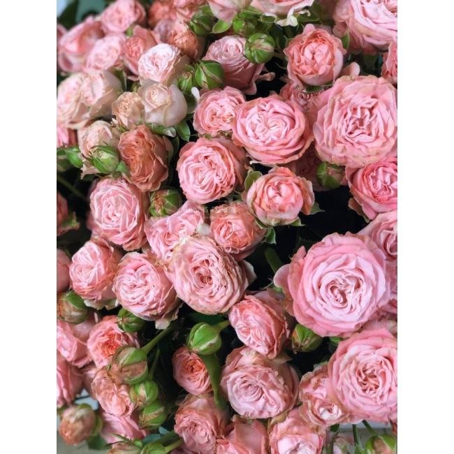 Кустовая роза &laquo;Мадам Бомбастик&raquo; (Madam Bombastic)