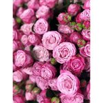 Кустовая роза &laquo;Леди Бомбастик&raquo; (Lady Bombastic)