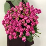 Кустовая роза &laquo;Мисти Бабблз&raquo; (Misty Bubbles)