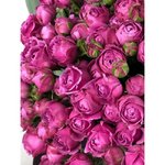 Кустовая роза &laquo;Мисти Бабблз&raquo; (Misty Bubbles)