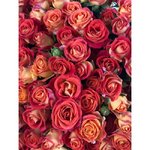 Кустовая роза &laquo;Фиеста&raquo; (Fiesta)