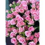 Кустовая роза &laquo;Одилия&raquo; (Odilia)