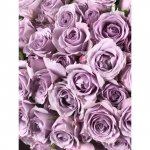 Кустовая роза &laquo;Стерлинг&raquo; (Sterling Silver)