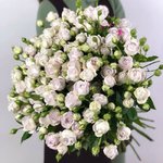 Кустовая роза &laquo;Сильвер Бабблз&raquo; (Silver Bubbles)