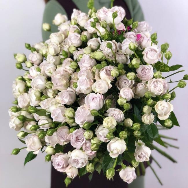 Кустовая роза &laquo;Сильвер Бабблз&raquo; (Silver Bubbles)