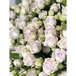 Кустовая роза &laquo;Сильвер Бабблз&raquo; (Silver Bubbles)