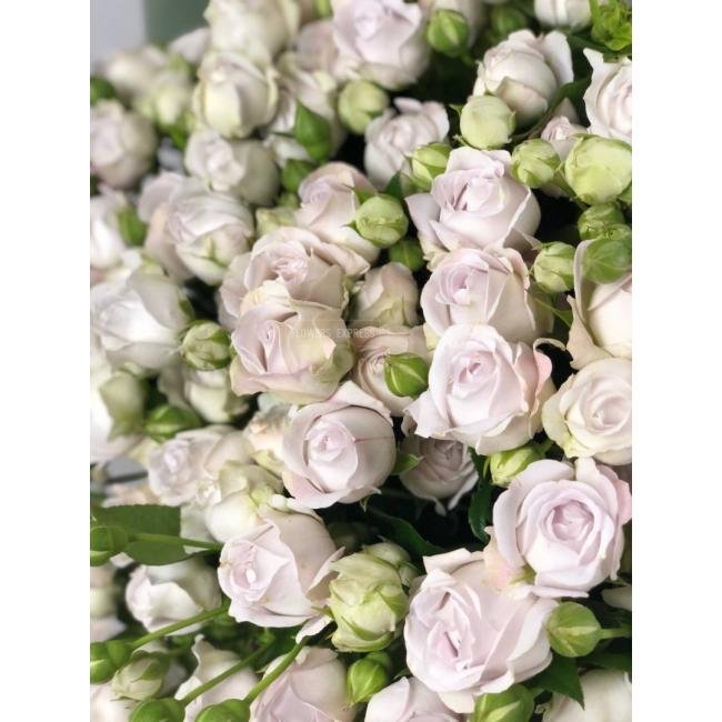 Кустовая роза &laquo;Сильвер Бабблз&raquo; (Silver Bubbles)