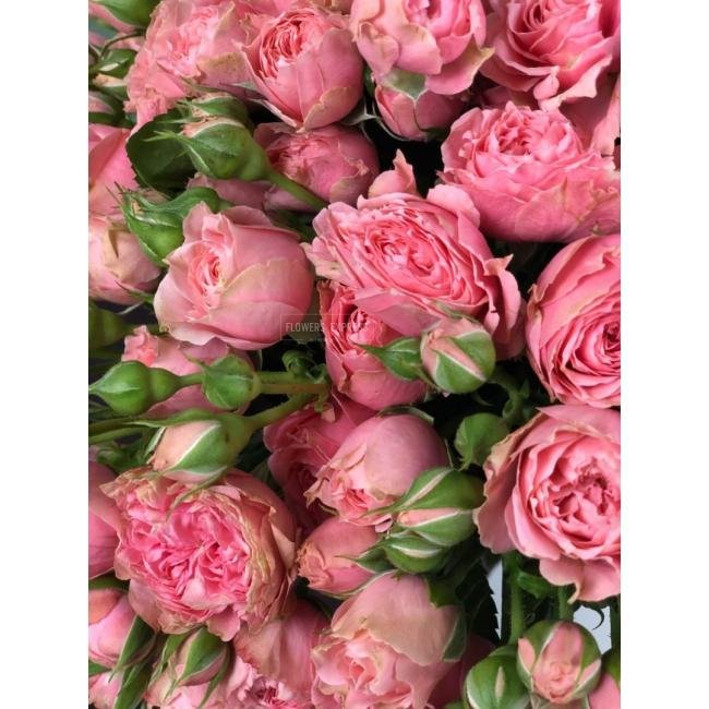 Кустовая роза &laquo;Спешл Дайменшенс&raquo; (Special Dimensions)