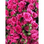 Кустовая роза &laquo;Пинк Дайменшенс&raquo; (Pink Dimensions)