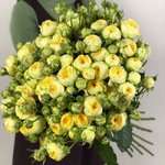 Кустовая роза &laquo;Пиони Бабблз&raquo; (Pioni Bubbles)