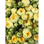 Кустовая роза &laquo;Пиони Бабблз&raquo; (Pioni Bubbles)