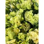 Эустома(Лизиантус) Лимонная