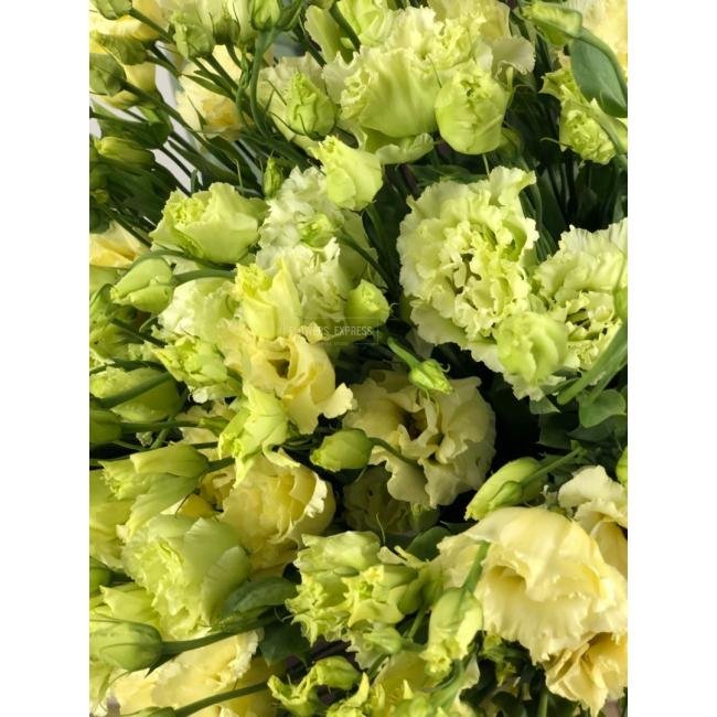 Эустома(Лизиантус) Лимонная