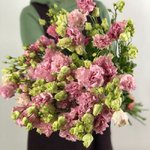 Эустома(Лизиантус) Нежно-розовая