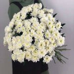 Хризантема кустовая &laquo;Балтика Уайт&raquo;