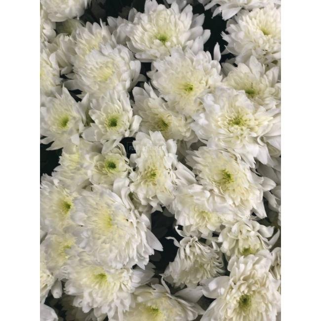 Хризантема кустовая &laquo;Балтика Уайт&raquo;