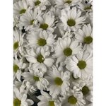 Хризантема кустовая &laquo;Бакарди&raquo;