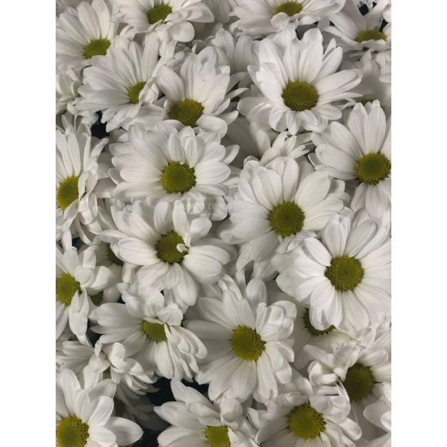 Хризантема кустовая &laquo;Бакарди&raquo;