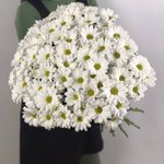 Хризантема кустовая &laquo;Бакарди&raquo;