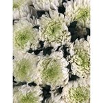 Одноголовая хризантема &laquo;Зембла&raquo;