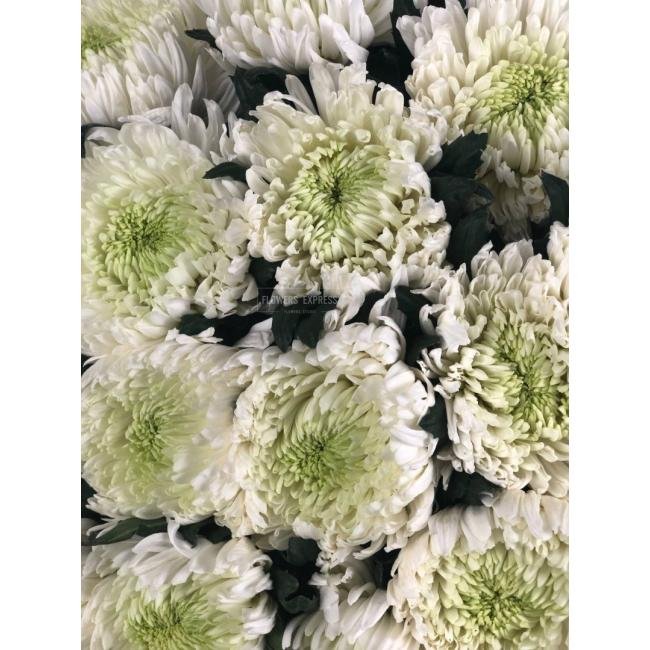 Одноголовая хризантема &laquo;Зембла&raquo;