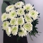 Одноголовая хризантема &laquo;Зембла&raquo;