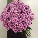 Хризантема кустовая &laquo;Балтика Пинк&raquo;