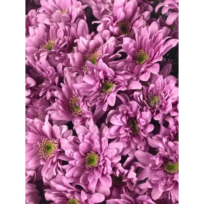 Хризантема кустовая &laquo;Балтика Пинк&raquo;
