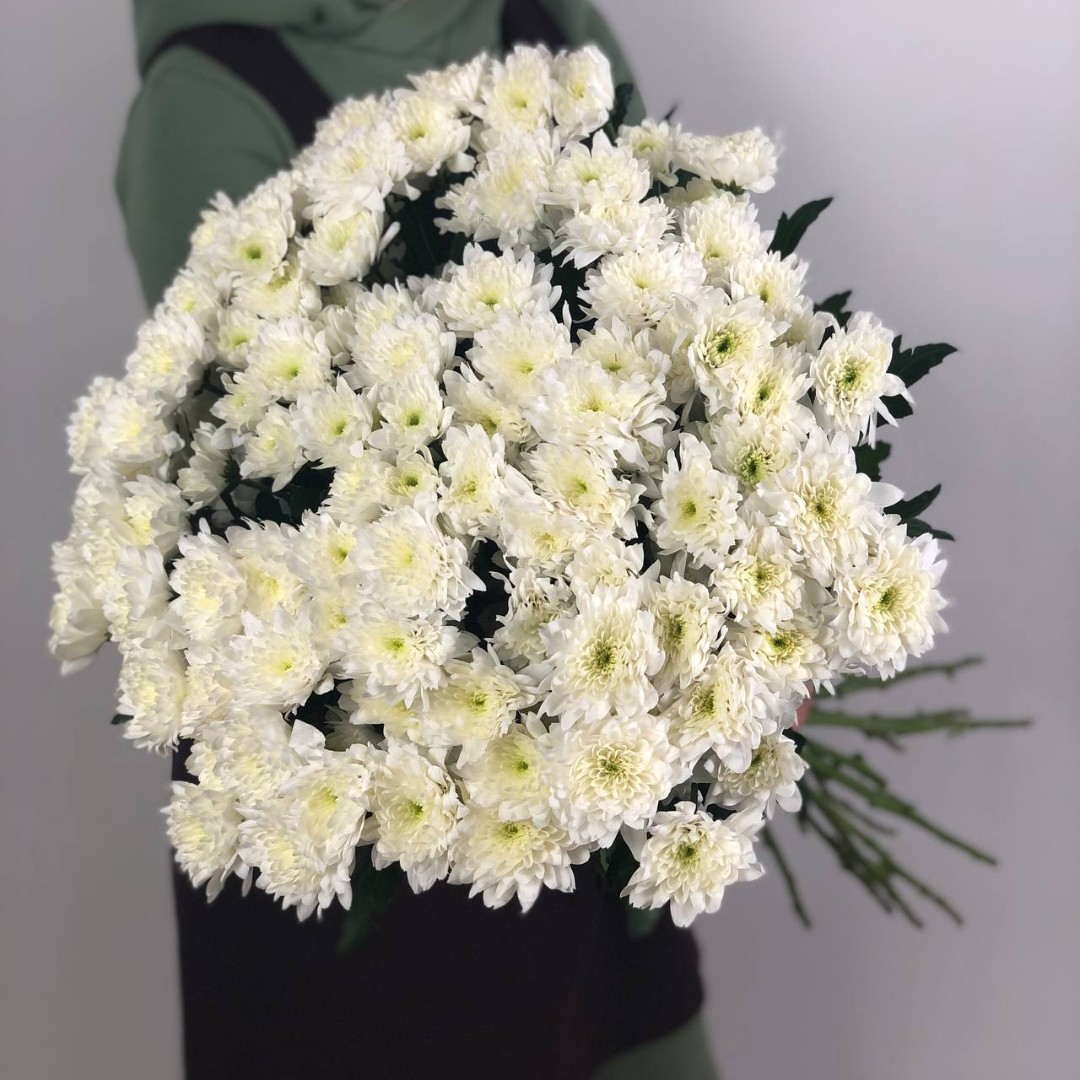 хризантема кустовая оптимист фото